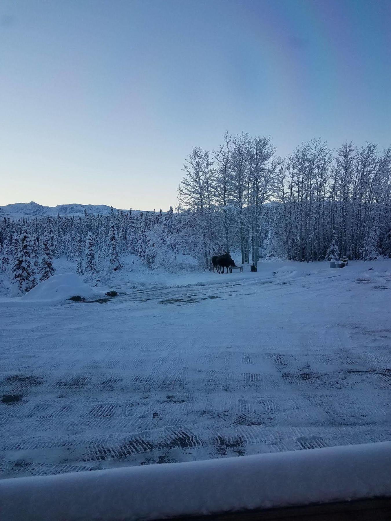 Denali Touch Of Wilderness B&B Healy Extérieur photo